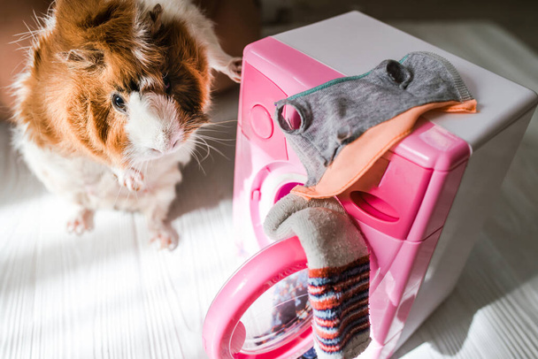 guinea pig washes dolls' clothes with pet hair detergent. Removing lint from rodents' clothing and bedding. Soft focus - Zdjęcie, obraz