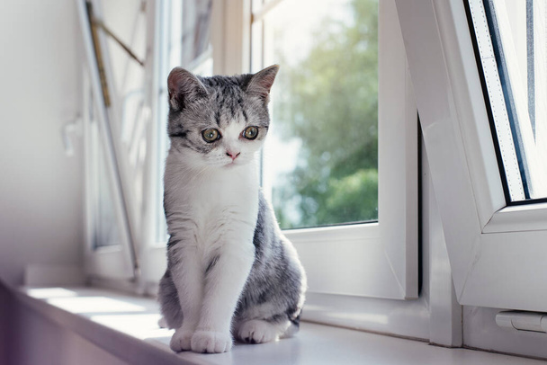 Cute little grey kitten in the cozy home - Valokuva, kuva