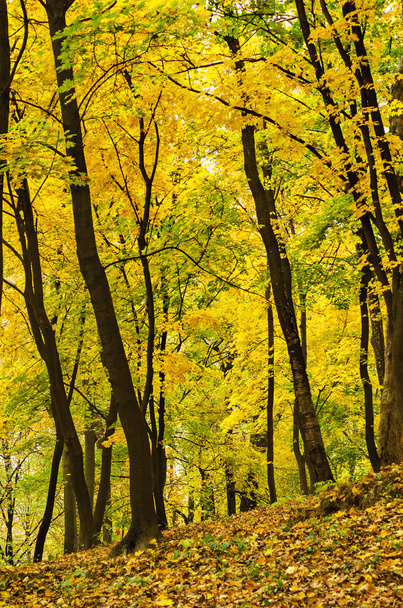 Gouden bos - Foto, afbeelding