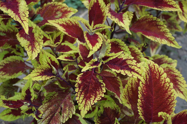 Coleus scutellarioides with a natural background - Foto, afbeelding
