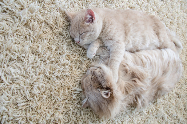 gatti che dormono insieme su tappeto
 - Foto, immagini