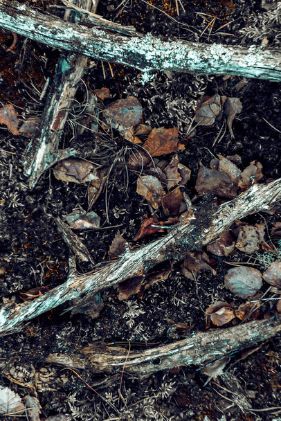 A closeup shot of ground of the forest with dry branches and leaves, a beautiful fall background - Fotoğraf, Görsel