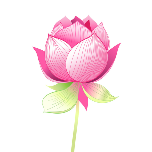 beautiful lotus flower  - Vektor, kép