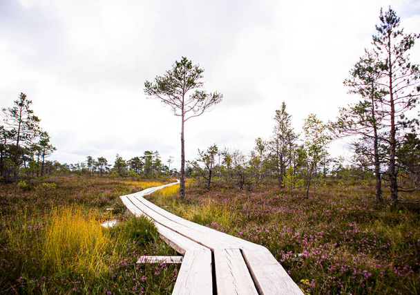 A wooden walkway in a park covwered in greenery under a cloudy sky in the daylight - Fotoğraf, Görsel