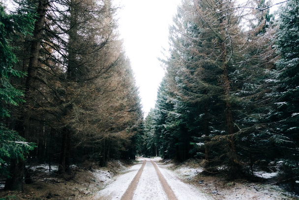 A dirt road with tire tracks through the forest in winte - 写真・画像