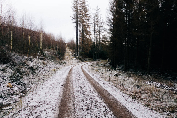 Un sentiero sterrato con neve sottile, fiancheggiato da alberi alti in inverno - Foto, immagini