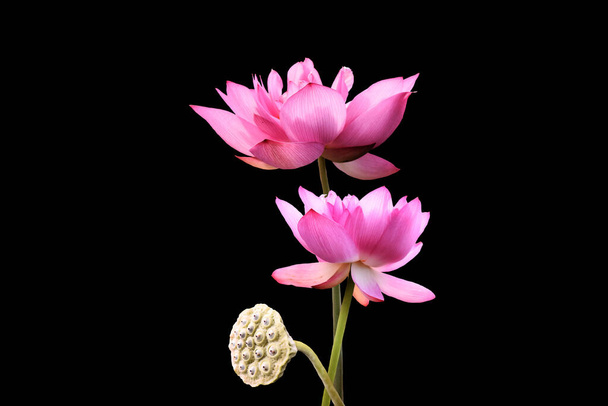 Flores de loto rosadas, aisladas sobre fondo negro. Objeto con ruta de recorte - Foto, imagen