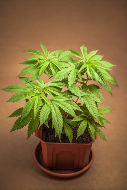 Kannabiskasvi kukkaruukussa
 - Valokuva, kuva