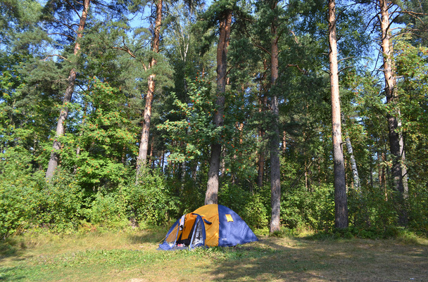 Camping tent in forest  - Фото, изображение