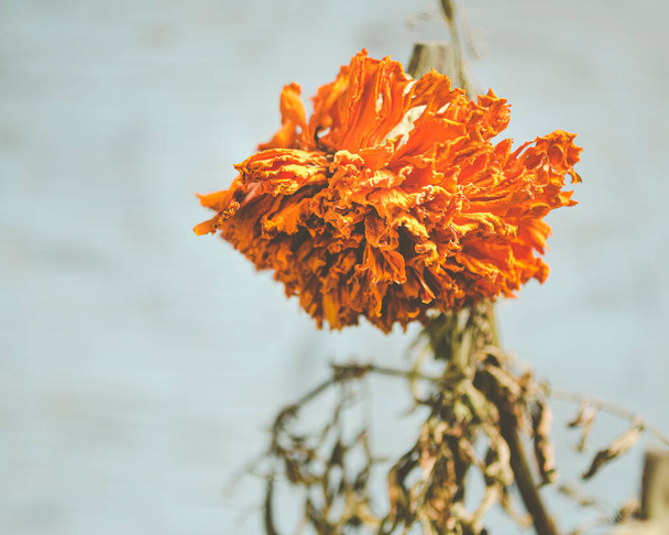 flor de cempasuchil blanqueada utilizada para la decoración en la celebración del Día Muerto  - Foto, imagen