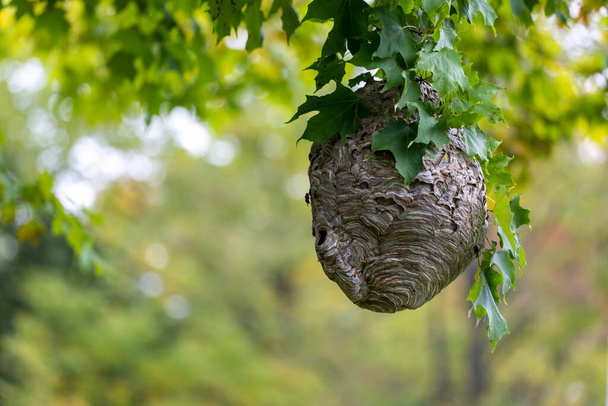 Kel yüzlü eşek arısı (Dolichovespula maculata) parktaki bir ağaçtaki yuva. Eşek arısı türleri ayrıca kel yüzlü havadan sarı ceket, kel yüzlü eşek arısı, kel eşek arısı, beyaz yüzlü eşek arısı vs. olarak da bilinir. - Fotoğraf, Görsel