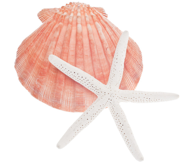 Scallop Shell and Starfish - Photo, Image