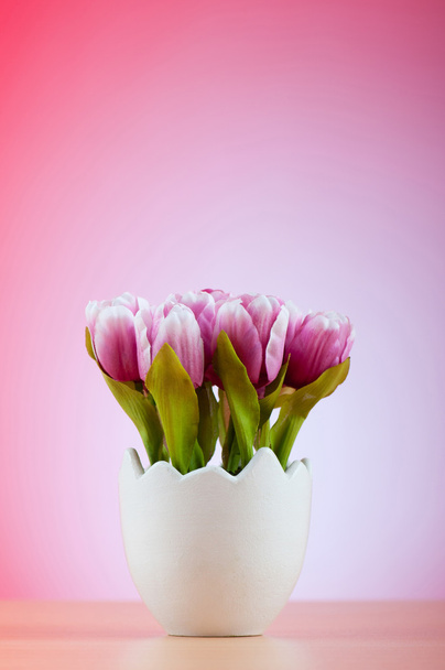 tulipan kolorowy kwiaty w puli biały - Zdjęcie, obraz