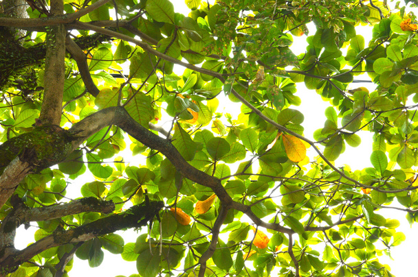 leaf texture - Photo, Image