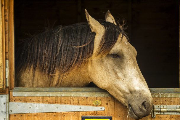 Сумний кінь в стайні
 - Фото, зображення