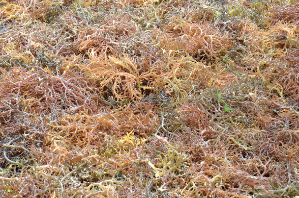 deniz yosunu  - Fotoğraf, Görsel