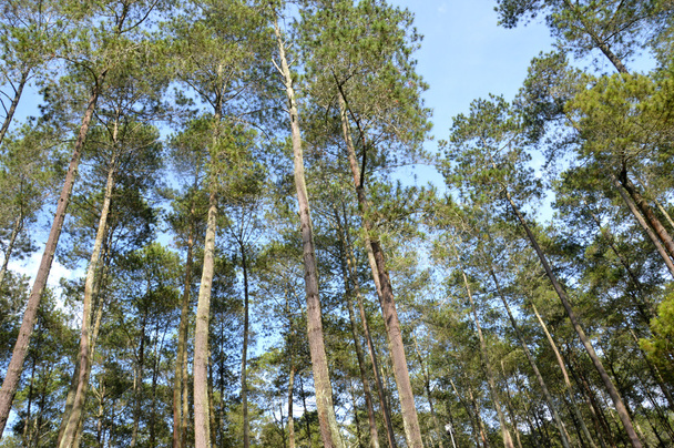 Blick auf hoch aufragende Bäume - Foto, Bild