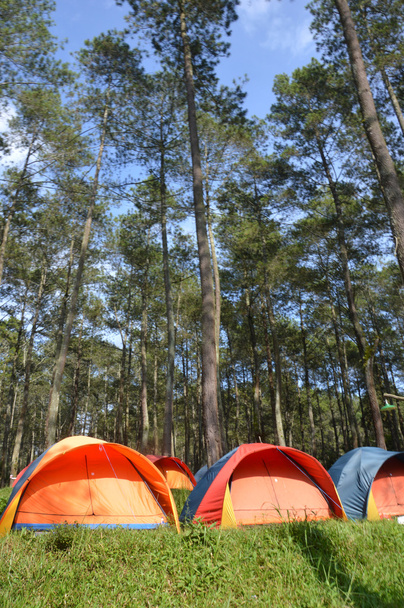 obóz w lesie - Zdjęcie, obraz