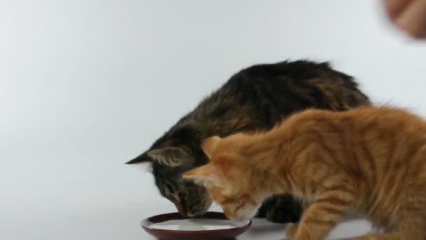 Two cats licking milk from the same bowl - Filmmaterial, Video