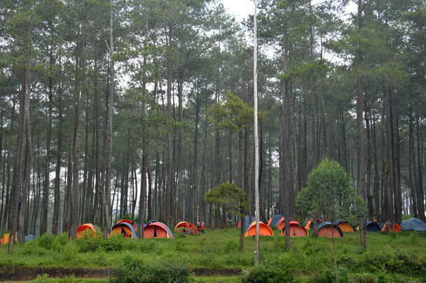 森の中でキャンプ - 写真・画像