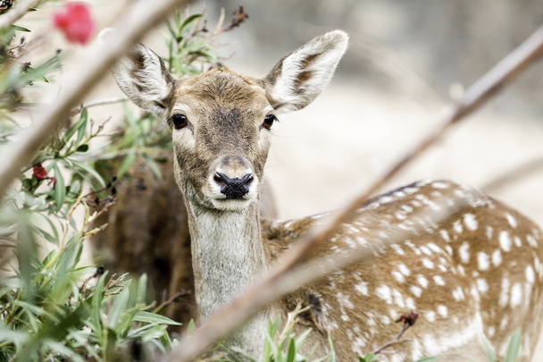 young deer crouched - Photo, Image