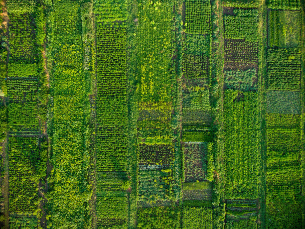 Green vegetable garden, aerial top down view - Foto, Imagen