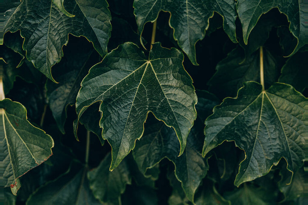 красивий природний темно-зелений фон з листям винограду крупним планом
 - Фото, зображення