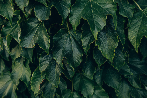 hermoso fondo verde oscuro natural con hojas de uva de cerca - Foto, imagen