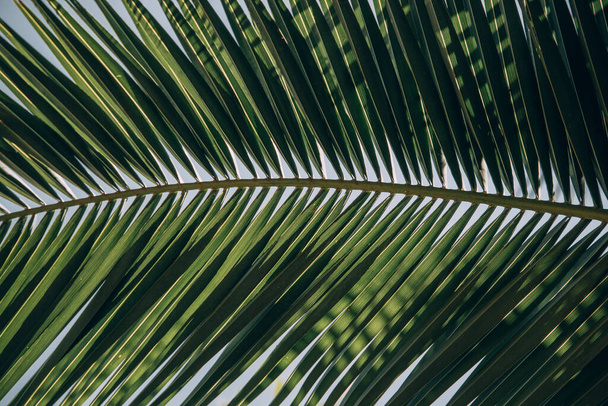 mooie groene achtergrond met palmbladeren in close-up in een natuurlijke omgeving verlicht door tropische zon - Foto, afbeelding