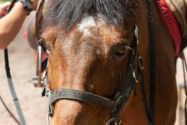 primer plano retrato de caballo marrón con brida. - Foto, Imagen