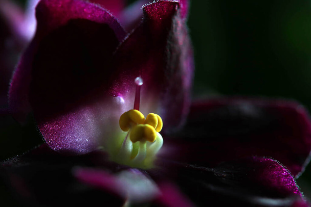 Um close-up de estame amarelo em uma flor roxa escura - Foto, Imagem