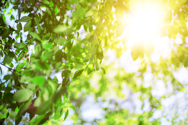 Sun and leaves. Green leaves on a background of blue sky and sun - Foto, Imagem