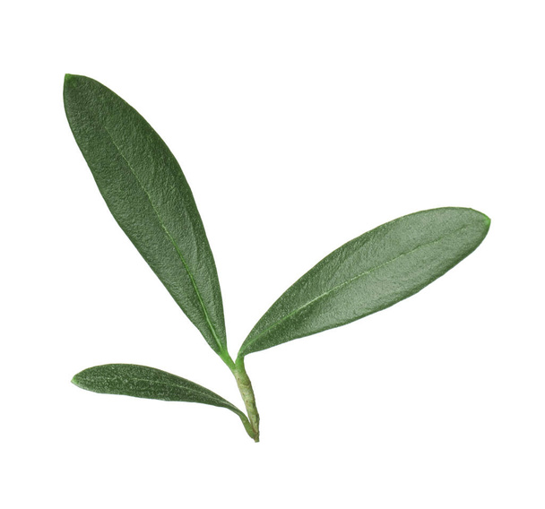 Fresh green olive leaves on white background - Foto, imagen