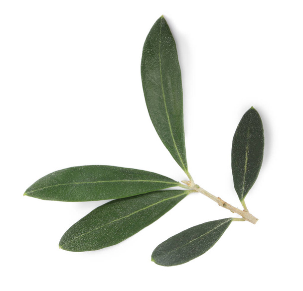 Olive tree branch with green leaves on white background - Fotoğraf, Görsel