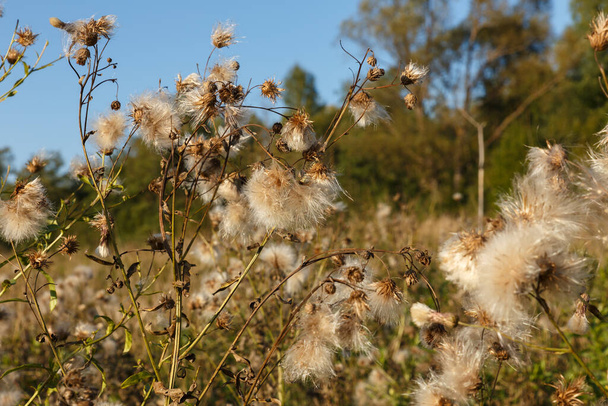 thistle seed head. White fluffy thistle seeds. Wild flowers in the field. - Photo, Image