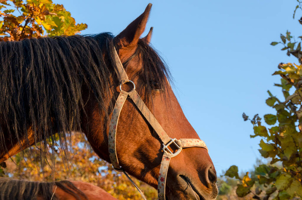 détails d'un cheval dans Ligurie en Italie
 - Photo, image