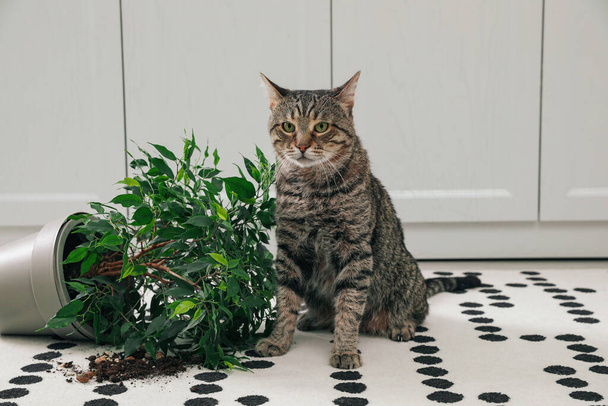 Mischievous cat near overturned houseplant on carpet indoors - 写真・画像