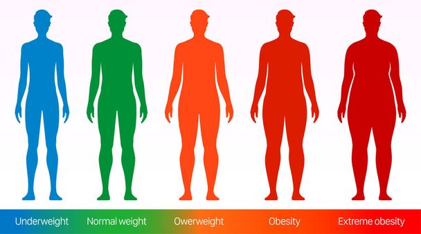 Vetor do Stock: Body mass index of woman obesity weight vector infographics  with age and body build type scale. BMI flat design template of female body  obese degree for healthy diet and