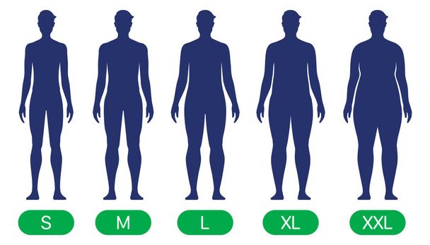 Man with different body sizes, vector chart. - Vector, Image