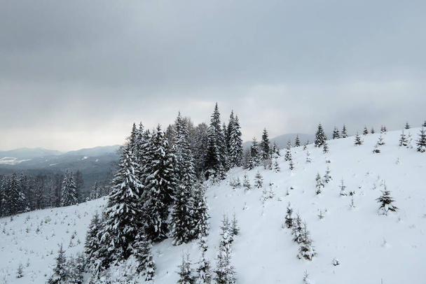 Paisaje de niebla aérea con pinos siempreverdes cubiertos de nieve fresca caída después de fuertes nevadas en el bosque de montaña de invierno en la fría noche tranquila. - Foto, imagen