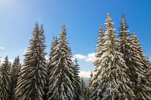 Pine trees covered with fresh fallen snow in winter mountain forest on cold bright day. - Photo, Image