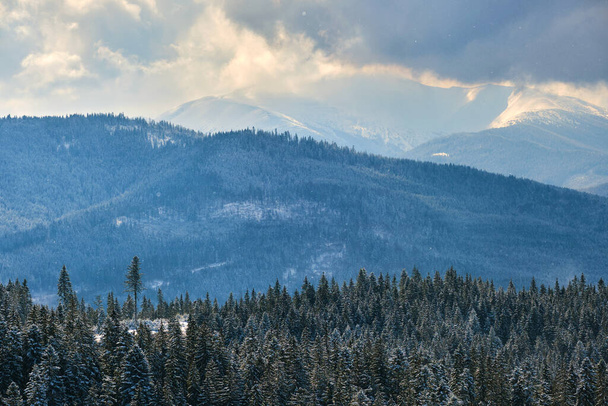Φωτεινό τοπίο με ψηλά αειθαλή πεύκα κατά τη διάρκεια βαριάς χιονοπτώσεις στο χειμερινό ορεινό δάσος την κρύα φωτεινή ημέρα. - Φωτογραφία, εικόνα