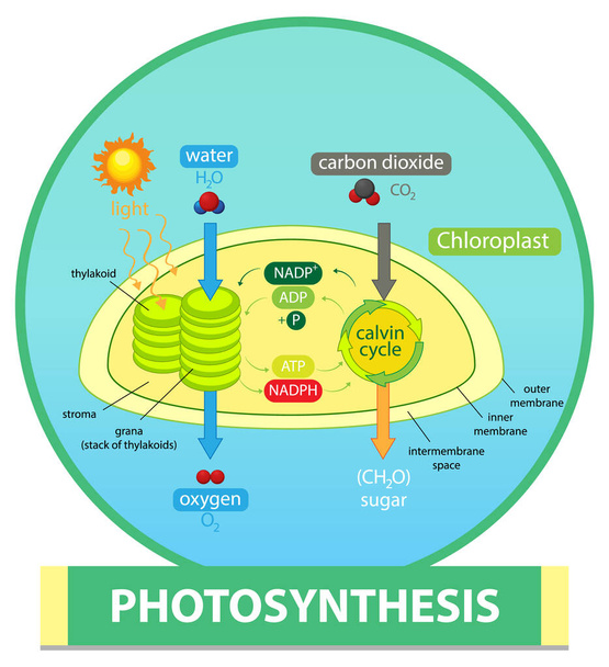 A növényi illusztrációban a fotoszintézis folyamatát bemutató ábra - Vektor, kép