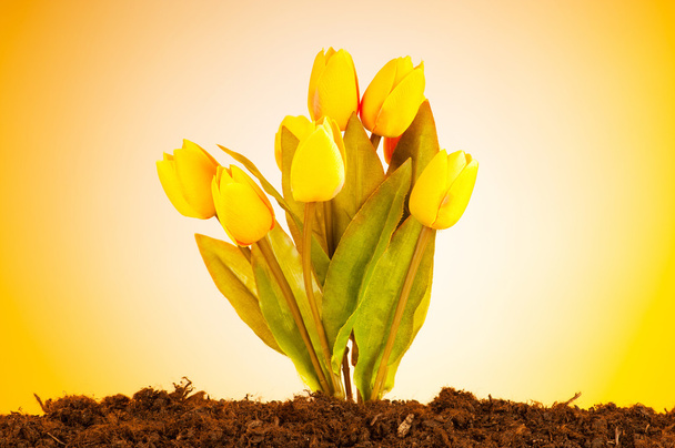 В почве растут разноцветные цветы тюльпана - Фото, изображение