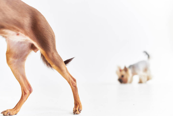 маленький щенок собака щенок ухаживает за легким фоном - Фото, изображение