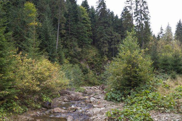 гірський струмок у змішаному лісі
 - Фото, зображення