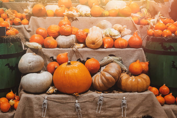 Fresh pumpkins on shelves for sale. Harvest, halloween and thanksgiving symbol. Ripe vegetables at farmers market in countryside. - Photo, image