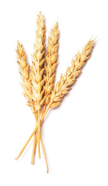 Portions de blé
 - Photo, image