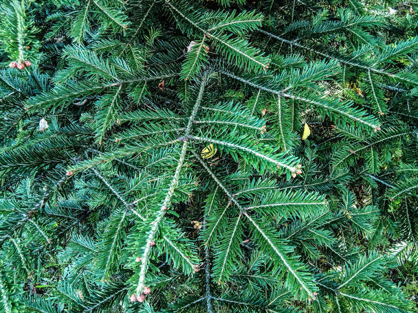 fir branches - close up, nature - Photo, Image