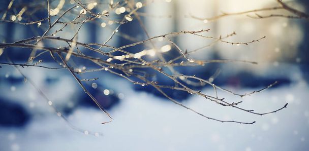 Äste mit Lichtflecken durch Sonnenschein im Winter - Foto, Bild
